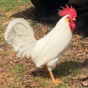 Meet your Posher, Zach